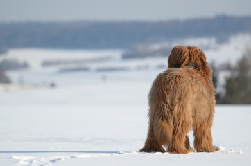 Briard - Berger de Brie - Hund - Langhaarig