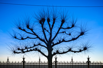 silhouette of a tree in front of a fence