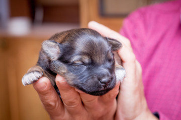 A man holds in his arms and caresses a little newborn dog_
