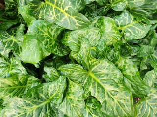 Background of green leaves with dew drops. Texture of wet leaves.