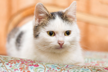 Portrait of a white young cat in the room on a blurry background_