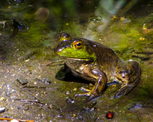 Frog sitting in mud