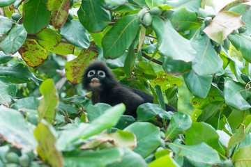 Cute monkey on tree in south of Thailand