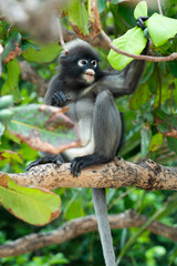 Cute monkey on tree in south of Thailand