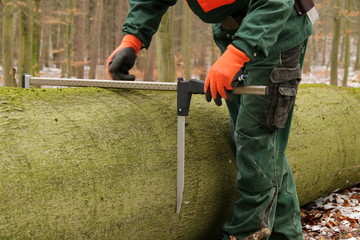 Forstarbeiter beim Messen des Baumstamms mit der Kluppe