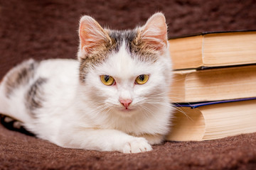 A young white cat lies near the pile of books_