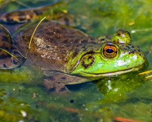 Frog in green water