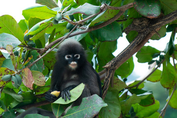 Cute monkey on tree in south of Thailand