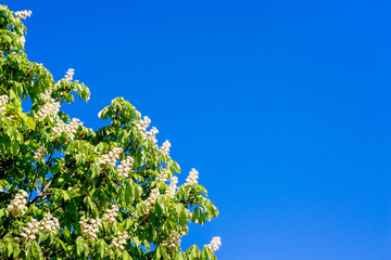 Flowers of chestnut against a background of blue sky. Chestnut bloom. Copy space_