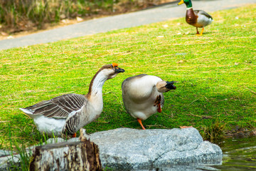 Funny African Geese 