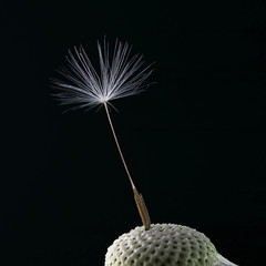soffione