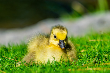 Gosling in grass