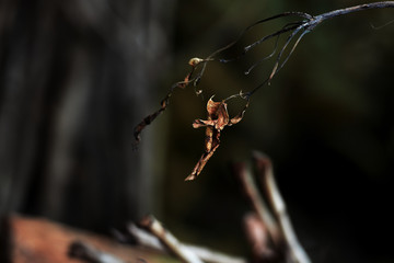dried leaves on stalks © Gvano