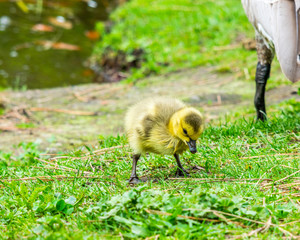 Yellow gosling standing