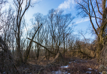 Winter forest on the Vistula river in Krakow, Poland