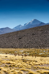 Vikunja (Vicugna vicugna) oder Vicuña, grast im Andenhochland in Chile