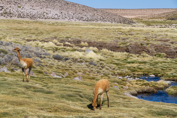 Vicuna / Alpaka grasst im Andenhochland von Chile