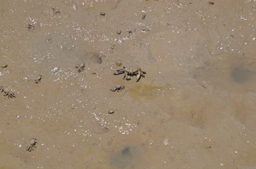 Mud soil in the mangrove forest is used as a background image.