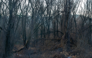 Obraz premium Winter forest on the Vistula river in Krakow, Poland