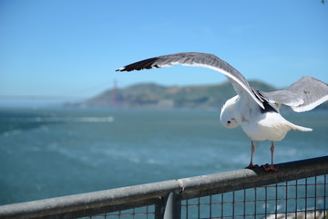 winged seagull on the pier 