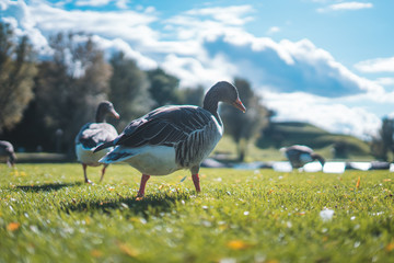 goose on green grass