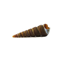 beautiful sea shell