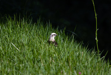 White bird on the grass