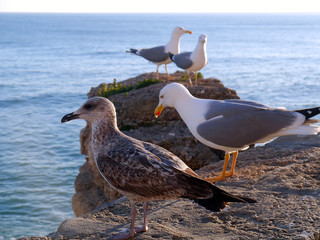 Seagull in the bay of cádiz, andalusia. Spain. Europe