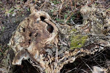 Tree stump old dead dry scary wood texture surface