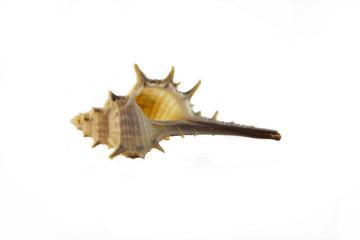 sea shellfish shell