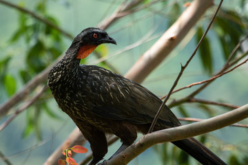 Wild turkey