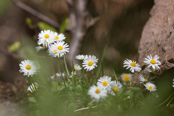 Fototapeta premium daisy