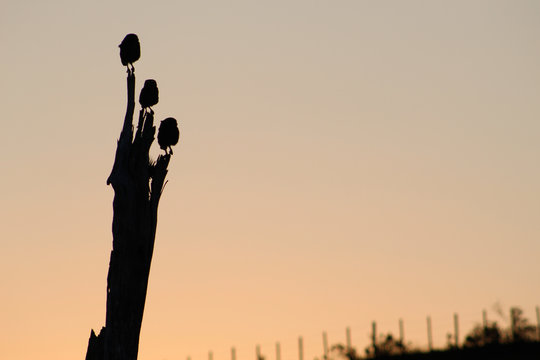 Corujas do Campo, por do sol