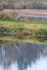 Grey Heron (Ardea cinerea).