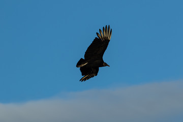 Black buzzard in flight