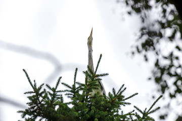 Grey Heron (Ardea cinerea).