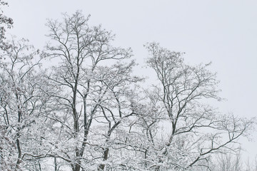 Trees covered with snow during the blizzard.