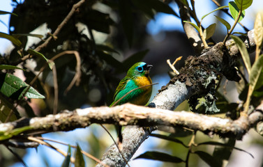 Beautiful bird on a branch