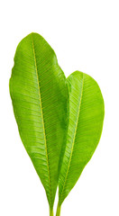 Fototapeta premium frangipani leaves isolated