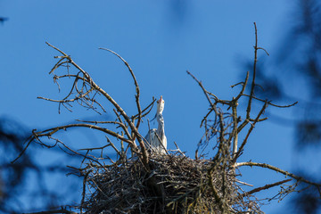 Grey Heron (Ardea cinerea).
