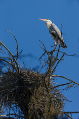 Grey Heron (Ardea cinerea).