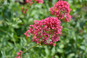 Red valerian