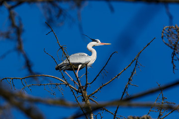 Grey Heron (Ardea cinerea).