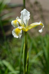Turkish iris
