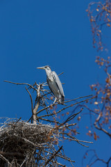 Grey Heron (Ardea cinerea).