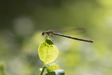 dragonfly