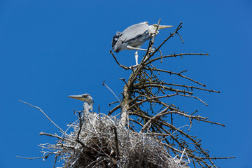 Grey Heron (Ardea cinerea).