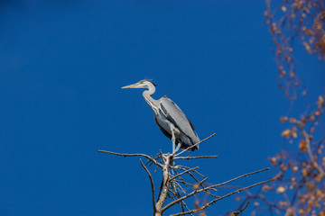 Grey Heron (Ardea cinerea).
