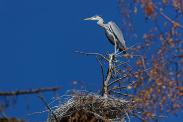 Grey Heron (Ardea cinerea).