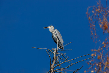 Grey Heron (Ardea cinerea).